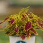 Coleus – FlameThrower™ Serrano – 4.5″ Pot